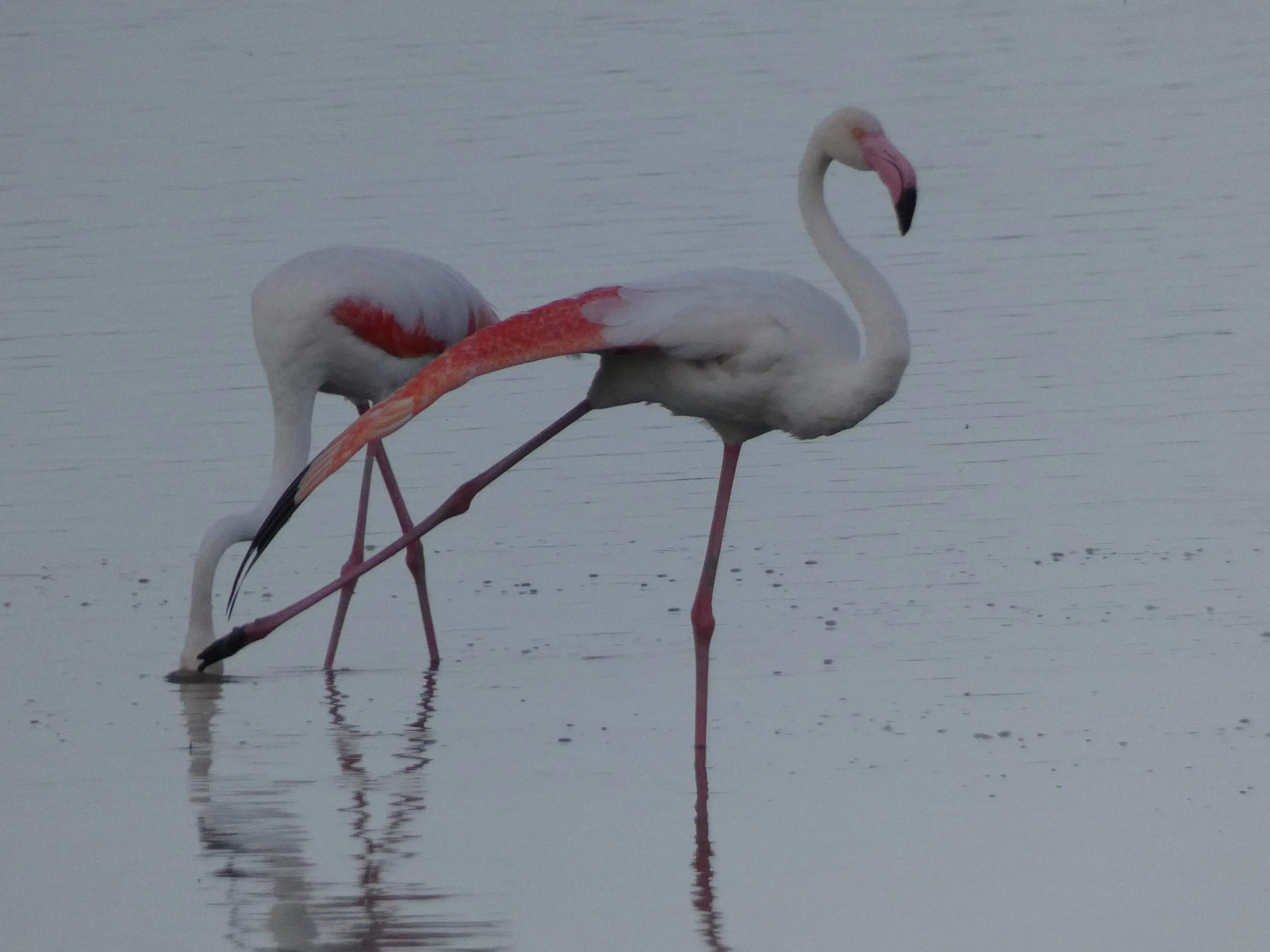 Fenicotteri rosa al tramonto