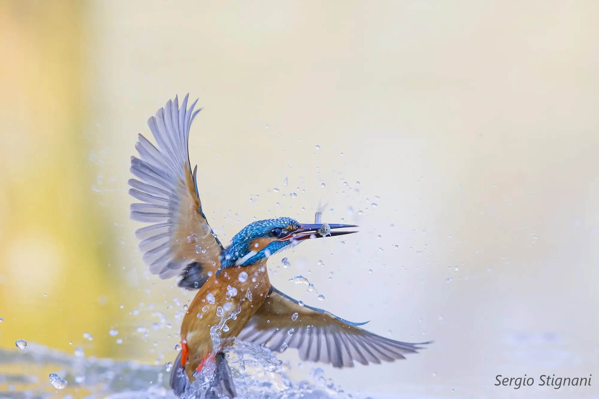 RITRATTI DI NATURA - presentazione libro fotografico di Sergio Stignani.